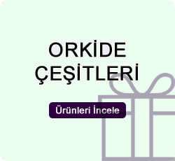 Orkide Çeşitleri